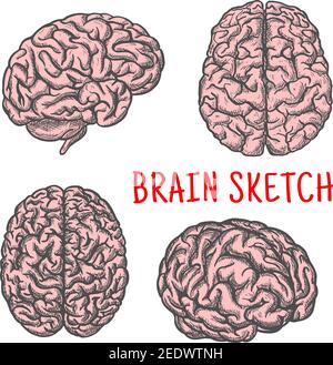 Hirnskizze. Menschliche Organ Vektor isolierte Symbole Satz von Seiten-, Ober-und Vorderansicht. Medizinisches Symbol des Gehirns und Kleinhirns für Medizin oder Anatomie oder s Stock Vektor