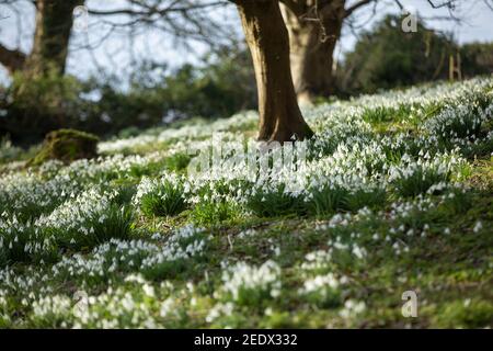 Schneeglöckchen im Painswick Rococo Garden in Gloucestershire, Großbritannien. Stockfoto