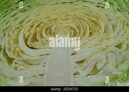 Schnitt von grünem frischen Kohl Hintergrund Stockfoto