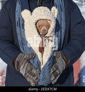 Kleiner Hund auf Spaziergang im frostigen Winter Stockfoto