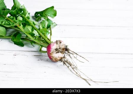 Frisch geernteter lila Bio-Rettich auf weißem Holzhintergrund. Hässliches Essen. Bio-Gemüse im städtischen Garten. Nachhaltige Landwirtschaft Stockfoto