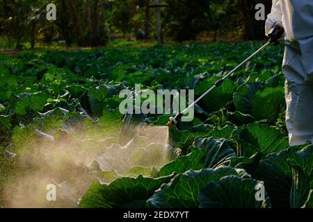 Gärtner im Schutzanzug sprühen Dünger auf riesigen Kohl Gemüsepflanze Stockfoto