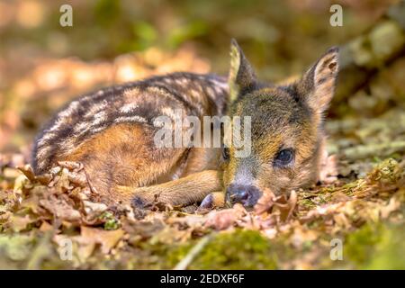 Liebenswert Reh Rehkitz (Capreolus capreolus) ruht in Abhängigkeit von Tarnung im Wald. Friesland, Niederlande. Wildtierszene in der Natur Europas. Stockfoto