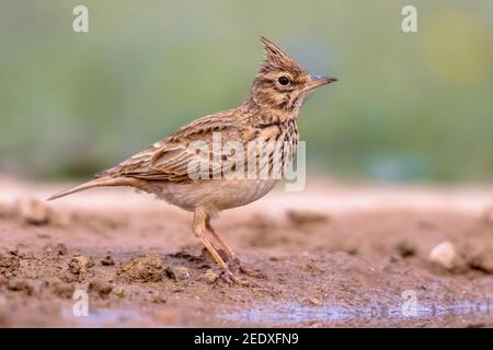 Haubenlerche (Galerida cristata) auf der Bodenseite in den spanischen Pyrenäen, Vilagrassa, Katalonien, Spanien. April. Stockfoto