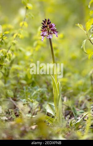 Gebrannte Orchidee (Neotinea ustulata) frühfrühlingshafte Orchidee, die in der grünen Umgebung der Toskana, Italien, April blüht. Stockfoto