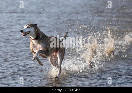 Hafenblick, Cork, Irland. 15th. Februar 2021. Esme, ein lurcher, der eine tolle Zeit beim Planschen im Wasser im Harbour View, Co. Cork, Irland hat. - Credit; David Creedon / Alamy Stockfoto