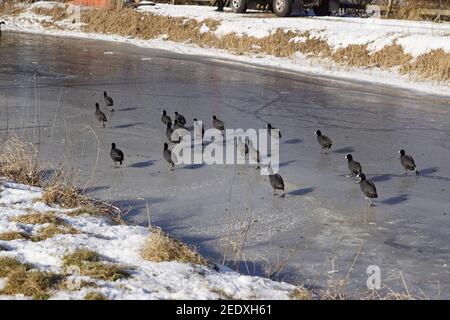 Eurasische Blässhühner (Fulica atra), auch bekannt als gewöhnliche Blässhühner oder australische Blässhühner, die über das Eis zu einem eisfreien Teil des Kanals laufen. Niederlande Stockfoto