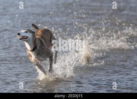 Hafenblick, Cork, Irland. 15th. Februar 2021. Esme, ein lurcher, der eine tolle Zeit beim Planschen im Wasser im Harbour View, Co. Cork, Irland hat. - Credit; David Creedon / Alamy Stockfoto