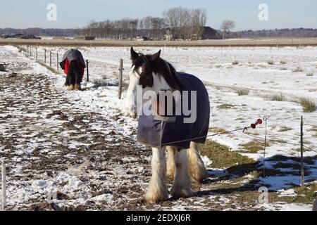 Pferde auf der Wiese im Schnee mit Pferdedecke in der Nähe des niederländischen Dorfes Bergen. Blauer Himmel. Niederlande, Winter, Februar Stockfoto