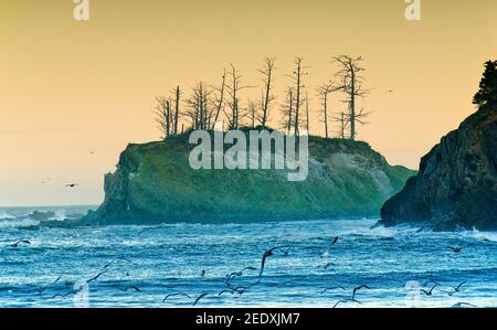 Rock at Sunset Cove in der Nähe des Cape Arago Lighthouse, bei Sonnenaufgang, Charleston, Oregon, USA Stockfoto