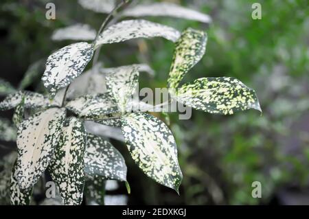 Dracaena surculosa Lindl, Goldstaub dracaena oder Spotted Dracaena Stockfoto