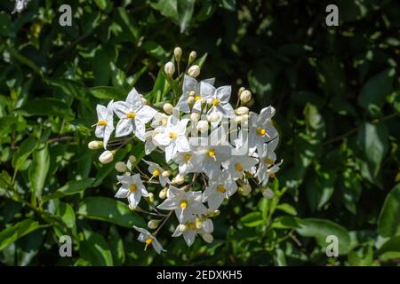 Knackig weiße sternförmige Blüten mit gelben Zentren der weißen Kartoffel Rebe, Solanum laxum 'Album' vor einem Hintergrund von grünen Blättern in der Sommersonne Stockfoto