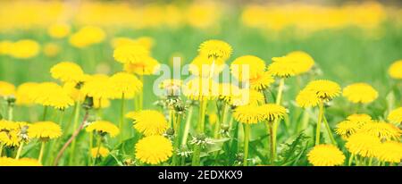 Gelbe Löwenzahn auf einer grünen Wiese. Sommer Blume Hintergrund. Banner – Bild Stockfoto