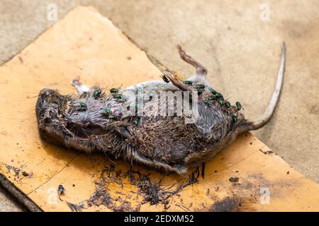 Eine tote zersetzende braune Ratte, Rattus norvegicus, auf rauen Brettern mit umfangreicher Maggot-Aktivität und einer großen Anzahl grüner Flaschenfliegen, Lucilia sp., Stockfoto