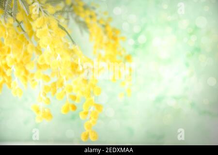 Gelbe Mimosa im Frühling, Blüte Mimosa Blumen auf hellgrünen Frühling Gras Farbe Hintergrund kopieren Raum für Text Stockfoto