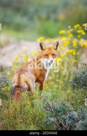 Junger wilder Rotfuchs, Vulpesvulpes, juvenile Krämpfe Stockfoto