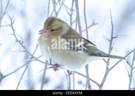 Nahaufnahme eines weiblichen Buchfinkenvogels, Fringilla coelebs, Nahrungssuche im Schnee, schöne kalte Winterumgebung Stockfoto