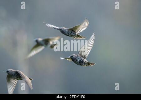 Ein Schwarm gewöhnlicher Sternvögel Sturnus vulgaris zieht ein Flug über einer Wiese Stockfoto