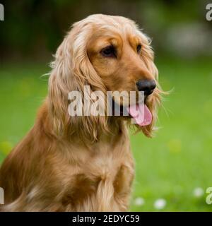 Englisch Cocker Spaniel Hund Stockfoto