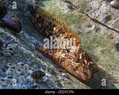 Nahaufnahme eines gemeinen Blenny / Shanny (Lipophrys pholis) in einem Felsenpool, The Gower, Wales, UK, September. Stockfoto