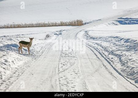Rehbaby in der Winterlandschaft Foto: Bo Arrhed Stockfoto