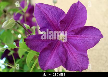 Purple Clematis mit grünen Blättern im Garten, Clematis Blume Makro, Schönheit in der Natur, Blumenfoto, Makrofotografie, Stock-Bild Stockfoto