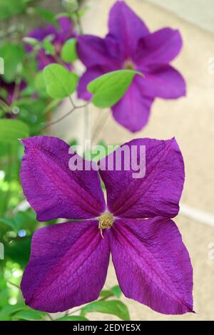 Purple Clematis mit grünen Blättern im Garten, Clematis Blume Makro, Schönheit in der Natur, Blumenfoto, Makrofotografie, Stock-Bild Stockfoto