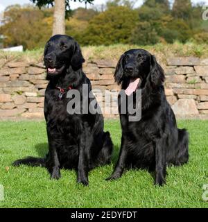 Flat coated Retriever Hund Stockfoto