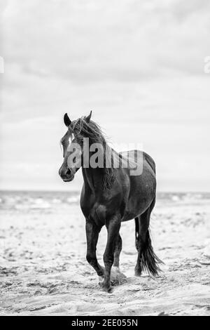 Braunes Pferd am Strand entlang. Wildpferd. Schwarzweiß-Fotografie. Stockfoto