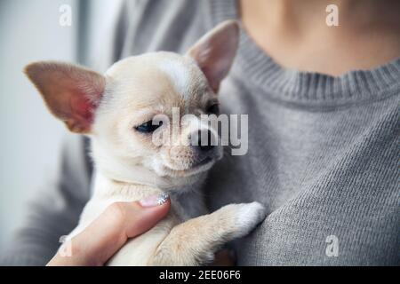 chihuahua Welpe in den Händen eines Mädchens mit einer schönen Maniküre. Stockfoto