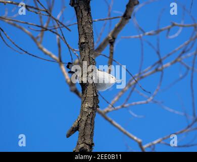 Ein Weißreiher-Nuthatch (Sitta carolinensis) nähert sich sehr vorsichtig dem Vogelfuttertisch auf einem Winterpfad außerhalb von Ottawa, Ontario, Kanada. Stockfoto