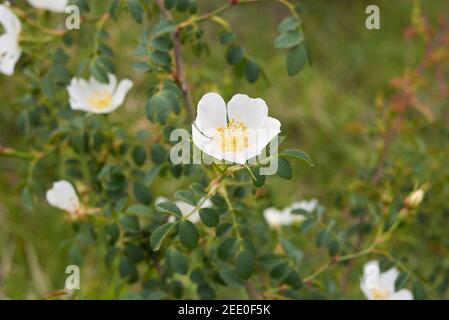 Rosa agrestis Strauch mit weißen Blüten Stockfoto