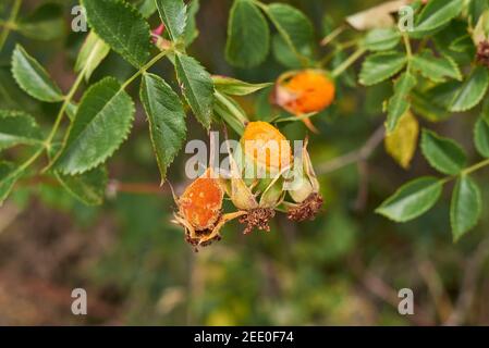 Rosenrost Pilz auf Rosa canina Hüften Stockfoto