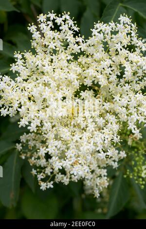 Sambucus nigra cremig weiße Blüten Stockfoto