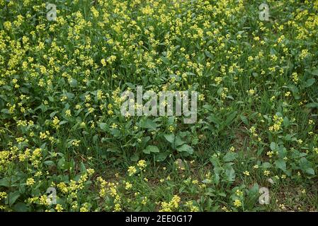 Sinapis arvensis gelbe Blüte im landwirtschaftlichen Feld Stockfoto