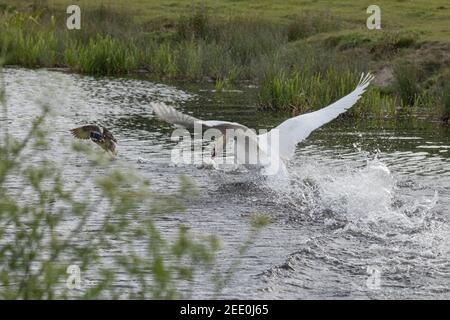 cygnus olor, ein wütender männlicher Schwan, jagt eine Stockente von seinen Cygnets entlang des Montgomery-Kanals in der Nähe von Welshpool, Mid Wales Stockfoto