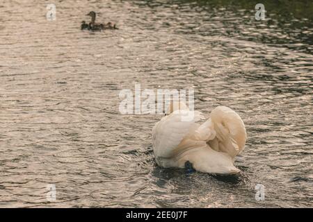 Ein wütender männlicher (Schwan)-Stummer jagt eine Stocktenfamilie von seinen Cygnets entlang des Montgomery-Kanals in der Nähe von Welshpool, Mid Wales Stockfoto