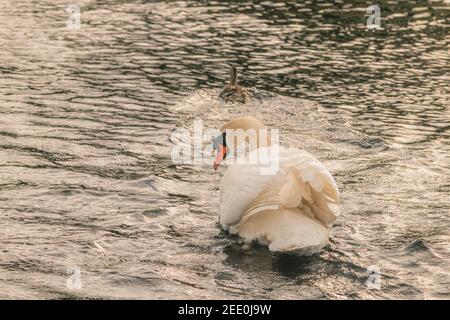 cygnus olor, ein wütender männlicher Schwan, jagt eine Stockente von seinen Cygnets entlang des Montgomery-Kanals in der Nähe von Welshpool, Mid Wales Stockfoto