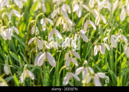 Blumen Schneeglöckchen (Galanthus nivalis) im Gras zu Beginn des Frühlings Stockfoto