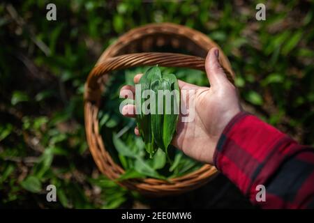 Menschliche Hand hält gerupfte Blätter von Buckram im Frühjahr Natur. Stockfoto
