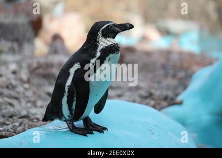 Ein Pinguin steht im Zoo. Stockfoto