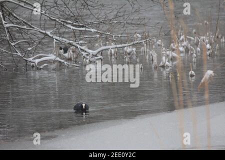 Winter im Stadtpark Staddijk Stockfoto