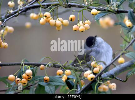 Schwarzkappe (Sylvia atricapilla) männlich. Fütterung von Cotoneaster Beeren im Garten im Winter. Kent, Großbritannien. Stockfoto