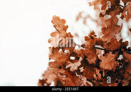 Trockene Eichenblätter auf Eichenzweigen auf Winterbaum. Stockfoto