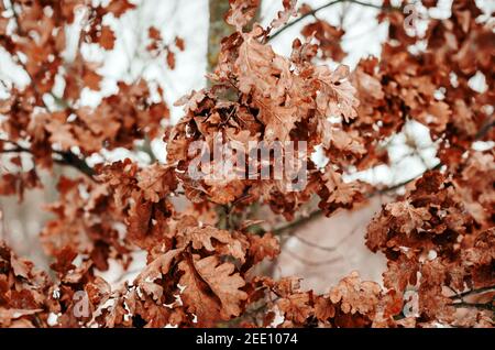 Trockene Eichenblätter auf Eichenzweigen auf Winterbaum. Stockfoto