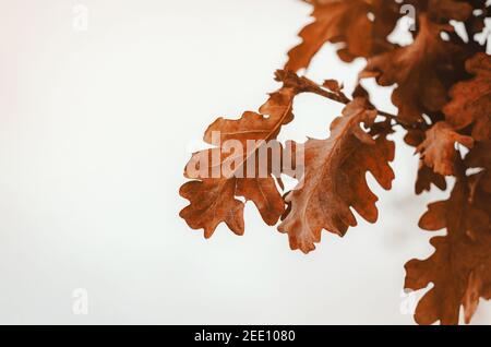 Trockene Eichenblätter auf Eichenzweigen auf Winterbaum. Stockfoto