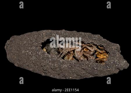 Sceliphron curvatum ist ein Insekt der Gattung Sceliphron Die Wespenfamilie Sphecidae Stockfoto