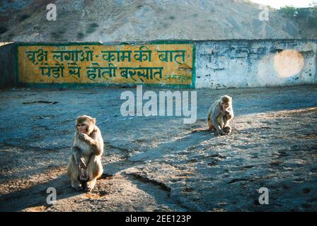 Rhesus Macaque Affen bei Monkey Galta Ji, der Monkey Temple in der Nähe der Pink City, Jaipur, Rajasthan, Indien Stockfoto