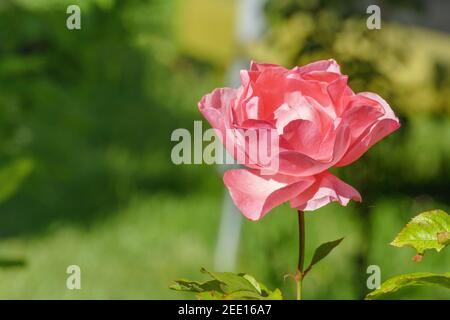 Rosa Rose blüht im Sommer mit defokussed grünen Hintergrund Stockfoto