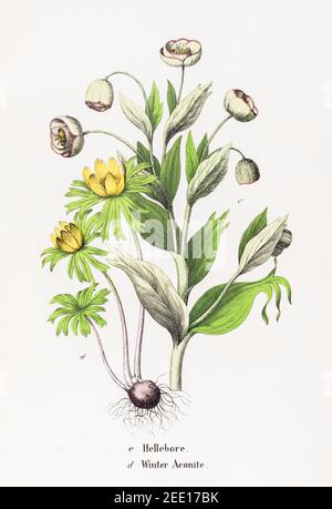 Digital restaurierte viktorianische botanische Illustration aus dem 19th. Jahrhundert von Hellebore & Winter Aconite / Eranthis hyemalis. Siehe Hinweise. Stockfoto